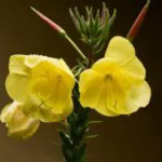 Vakara prīmulas eļļa - dzelteno ziedu skaistinošais spēks