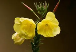 Vakara prīmulas eļļa - dzelteno ziedu skaistinošais spēks