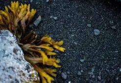 Pasaules mati. 7. daļa: Antarktikas un Arktikas stila matu kopšana